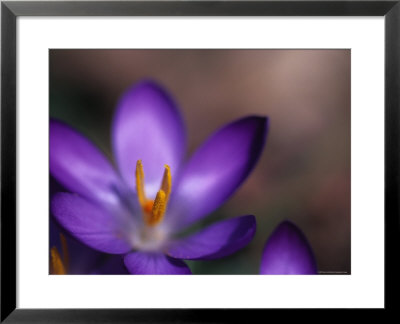 Close View Of A Purple African Violet, Washington, D.C. by Stacy Gold Pricing Limited Edition Print image
