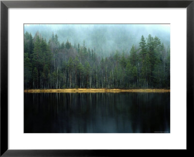 Arrow-Straight Evergreens Are Reflected In A River Or Lake; The Rest Is Lost In Mist by Mattias Klum Pricing Limited Edition Print image
