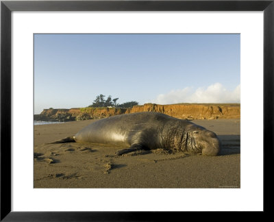 Elephant Seal Big Bull On The Beach, California by Rich Reid Pricing Limited Edition Print image
