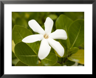 National Flower, The Tahitian Gardenia, French Polynesia by Tim Laman Pricing Limited Edition Print image