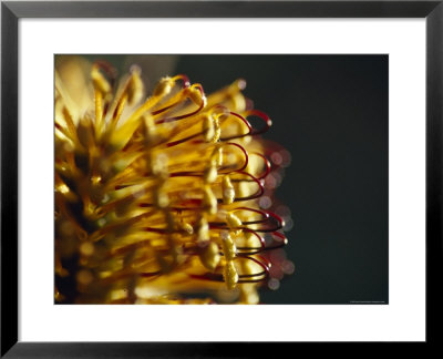 Delicate Yellow And Red Flower Of The Hairpin Banksia, Spinulosa, Bunyip State Forest, Australia by Jason Edwards Pricing Limited Edition Print image