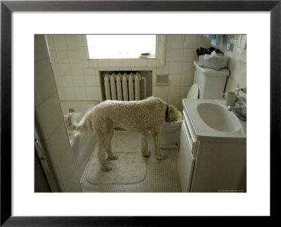 Dog Drinks Out Of A Toilet by Joel Sartore Pricing Limited Edition Print image