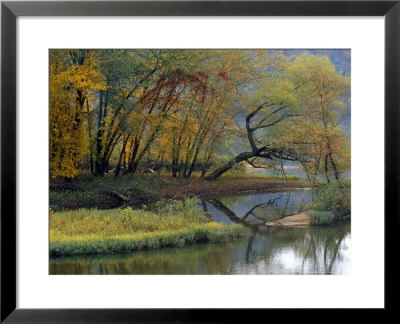 Trees In Autumn Hues At The Confluence Of Gauley And Kanawha Rivers by Raymond Gehman Pricing Limited Edition Print image