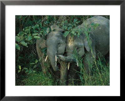 Pair Of Young Asian Elephants Interact In Jungle Foliage by Tim Laman Pricing Limited Edition Print image