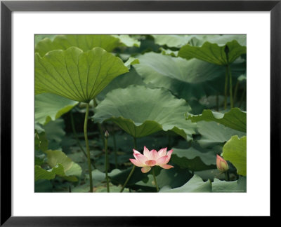 Blooming Lotus Water Lily Flower by Raymond Gehman Pricing Limited Edition Print image