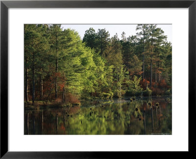 Reflections Of Trees On Pool D by Raymond Gehman Pricing Limited Edition Print image
