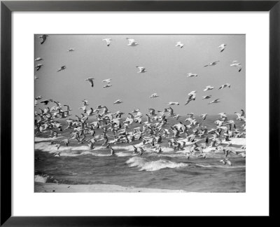 Birds Flying Over The Waters Of Lake Michigan In Indiana Dunes State Park by Michael Rougier Pricing Limited Edition Print image