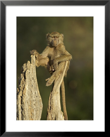 Young Male Olive Baboon Sitting Atop A Tree Trunk Looking At Camera, Samburu Game Reserve, Kenya by James Hager Pricing Limited Edition Print image