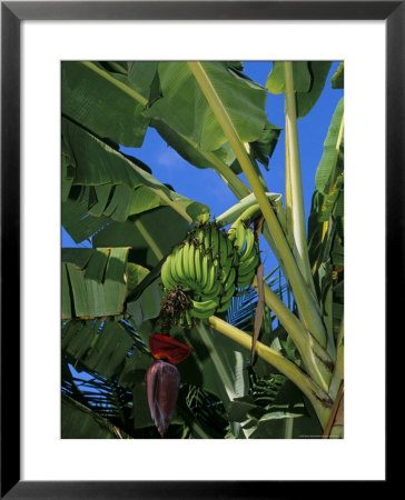 Bananas On Banana Plant, Barreirinhas, Lencois Maranhenses, Brazil, South America by Marco Simoni Pricing Limited Edition Print image