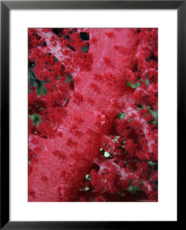 Close-Up Of Soft Coral, Off Sharm El-Sheikh, Sinai, Red Sea, Egypt, North Africa, Africa by Upperhall Ltd Pricing Limited Edition Print image