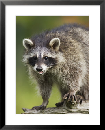Raccoon (Racoon) (Procyon Lotor), In Captivity, Minnesota Wildlife Connection, Minnesota, Usa by James Hager Pricing Limited Edition Print image