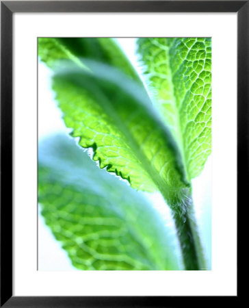 Sage Leaves by Dorota & Bogdan Bialy Pricing Limited Edition Print image