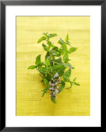 Flowering Mint Sprig by Anthony Lanneretonne Pricing Limited Edition Print image
