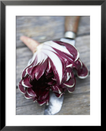 Radicchio Trevisano On A Knife by Marc O. Finley Pricing Limited Edition Print image