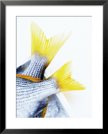 Tails Of Two Yellowfin Seabream by Marc O. Finley Pricing Limited Edition Print image