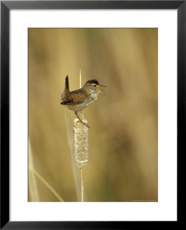 Marsh Wren, Malheur National Wildlife Refuge, Oregon, Usa by William Sutton Pricing Limited Edition Print image