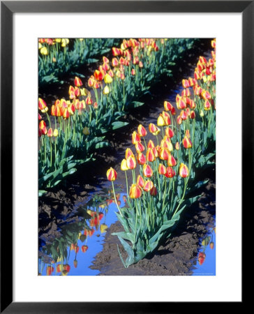 Red-Yellow Tulips, Washington, Usa by William Sutton Pricing Limited Edition Print image
