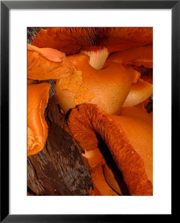 Mushrooms On Stump, New Zealand by William Sutton Pricing Limited Edition Print image