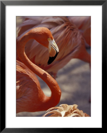 Adastra Gardens, Pink Flamingo, Nassau, Bahamas, Caribbean by Greg Johnston Pricing Limited Edition Print image