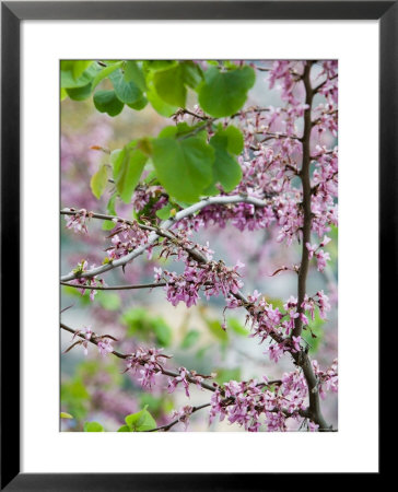 Spring Blossoms, Positano, Amalfi Coast, Campania, Italy by Walter Bibikow Pricing Limited Edition Print image