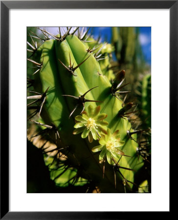 Candelabra Cactus, La Paz, Baja California Sur, Mexico by John Elk Iii Pricing Limited Edition Print image