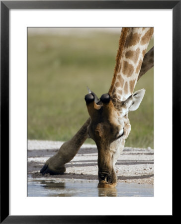 Southern Giraffe Drinking, Etosha National Park, Kunene, Namibia by Ariadne Van Zandbergen Pricing Limited Edition Print image