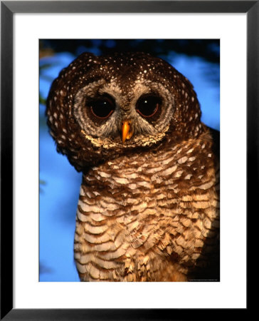 Wood Owl, South Africa by Carol Polich Pricing Limited Edition Print image