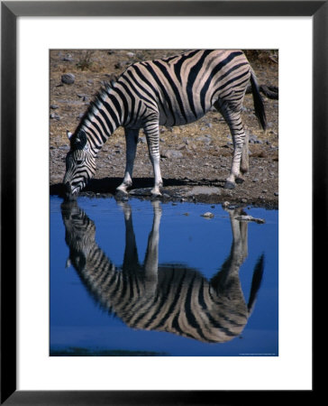Burchell's Zebra Drinking At Water-Hole, Etosha National Park, Kunene, Namibia by Carol Polich Pricing Limited Edition Print image