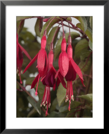 Fuschia Flower, California by George Grall Pricing Limited Edition Print image
