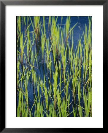 Close View Of Water Grasses Growing In Erie National Wildlife Refuge by Skip Brown Pricing Limited Edition Print image