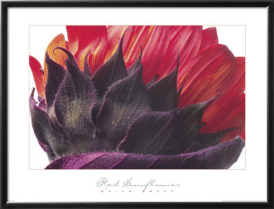 Red Sunflower by Brian Twede Pricing Limited Edition Print image