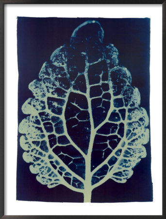 Leaf Study #2, 2002 by Thomas Hager Pricing Limited Edition Print image