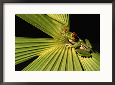 Red-Eyed Tree Frog In Costa Rica by Roy Toft Pricing Limited Edition Print image