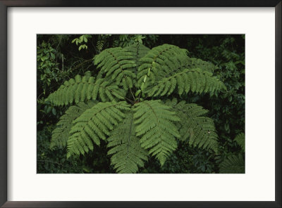 Close View Of A Fern In A Rain Forest, Costa Rica by Michael Melford Pricing Limited Edition Print image