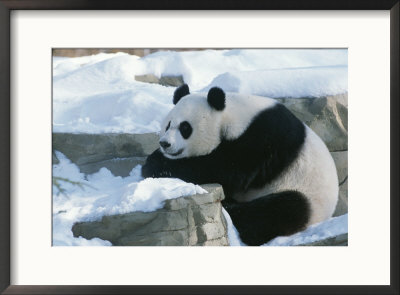 A Panda In The Snow At The National Zoo In Washington, Dc. by Taylor S. Kennedy Pricing Limited Edition Print image