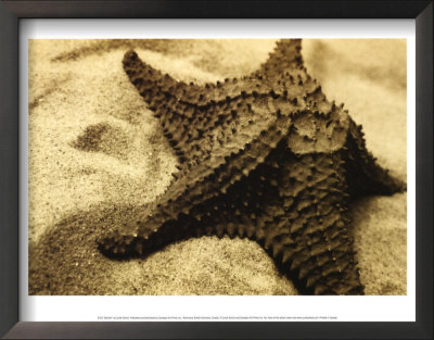 Starfish by Cyndi Schick Pricing Limited Edition Print image