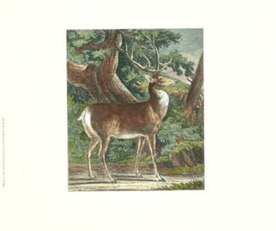 Deer In The Wild I by Johann Elias Ridinger Pricing Limited Edition Print image