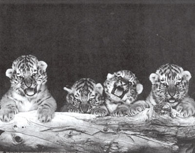 Tiger Cubs by Tippy Hedren Pricing Limited Edition Print image