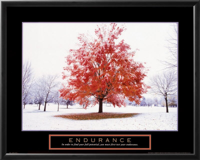 Endurance - Fall Tree by Craig Tuttle Pricing Limited Edition Print image
