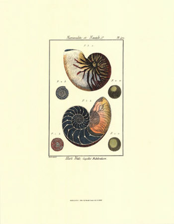 Shells Vi by Daniel Diderot Pricing Limited Edition Print image