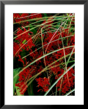 Crocosmia Syn. Antholyza Curtonus Lucifer (Montbretia), Bright Red Flowers And Grasses by Mark Bolton Pricing Limited Edition Print image