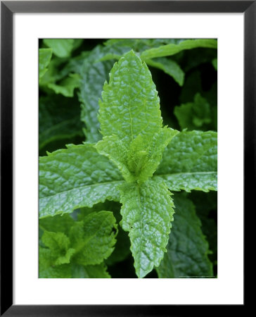 Mentha Spicata Var Crispa Moroccan (Curly Mint), Herb by Mark Bolton Pricing Limited Edition Print image