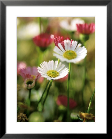 Erigeron Karvinskianus, Close-Up Of White/Red Flower Heads by Lynn Keddie Pricing Limited Edition Print image