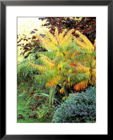 Rhus Typhina Dissecta, Growing In Border Turning Orange, October by Lynn Keddie Pricing Limited Edition Print image