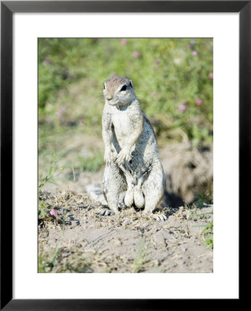 South African Ground Squirrel, Male In Breeding Condition, Central Kalahari Game Reserve, Botswana by Mike Powles Pricing Limited Edition Print image