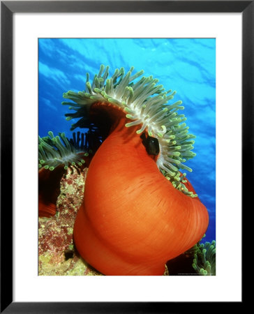 Red Anemone, St. Johns Reef, Red Sea by Mark Webster Pricing Limited Edition Print image