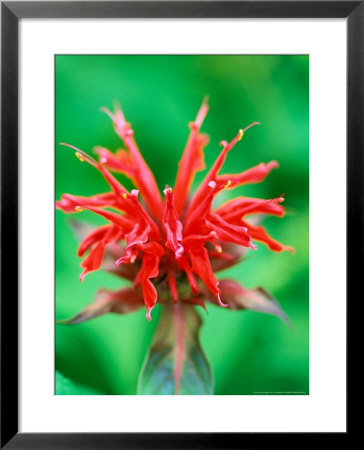 Monarda Cambridge Scarlet (Bee Balm), Close-Up Of Red Flower by Lynn Keddie Pricing Limited Edition Print image