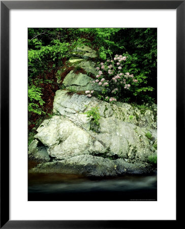 Mountain Laurel, Along Little River, Usa by Willard Clay Pricing Limited Edition Print image