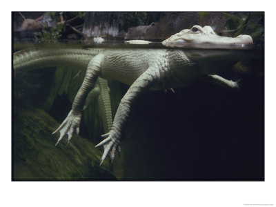 A Rare White Alligator In The Louisiana Swamp Exhibit by Michael Nichols Pricing Limited Edition Print image