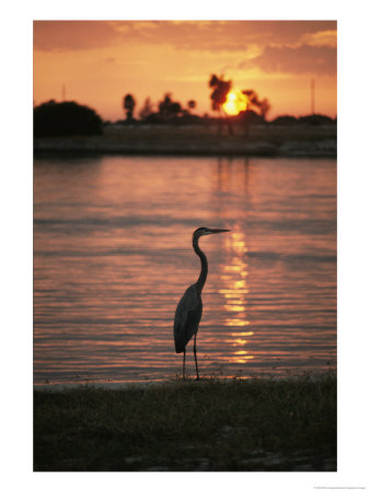 A Great Blue Heron In Silhouette At Sunset by Bill Curtsinger Pricing Limited Edition Print image